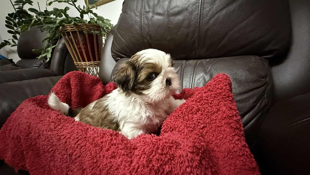 Piesek shih tzu z rodowodem