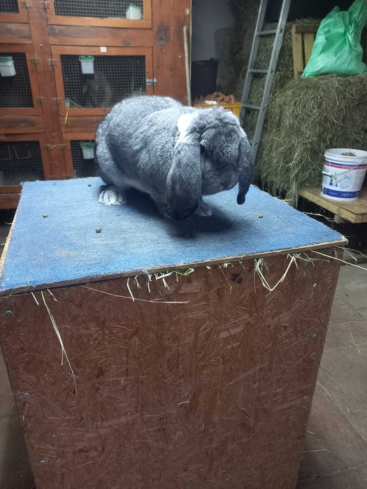 Baran francuski szynszylowy samiec szynszyl rodowód