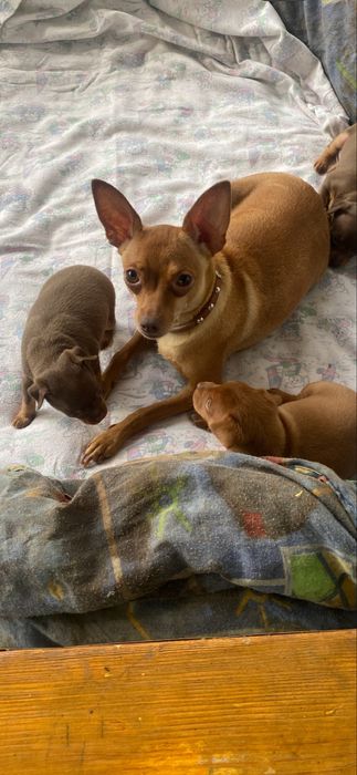 Щенки Той Терьера