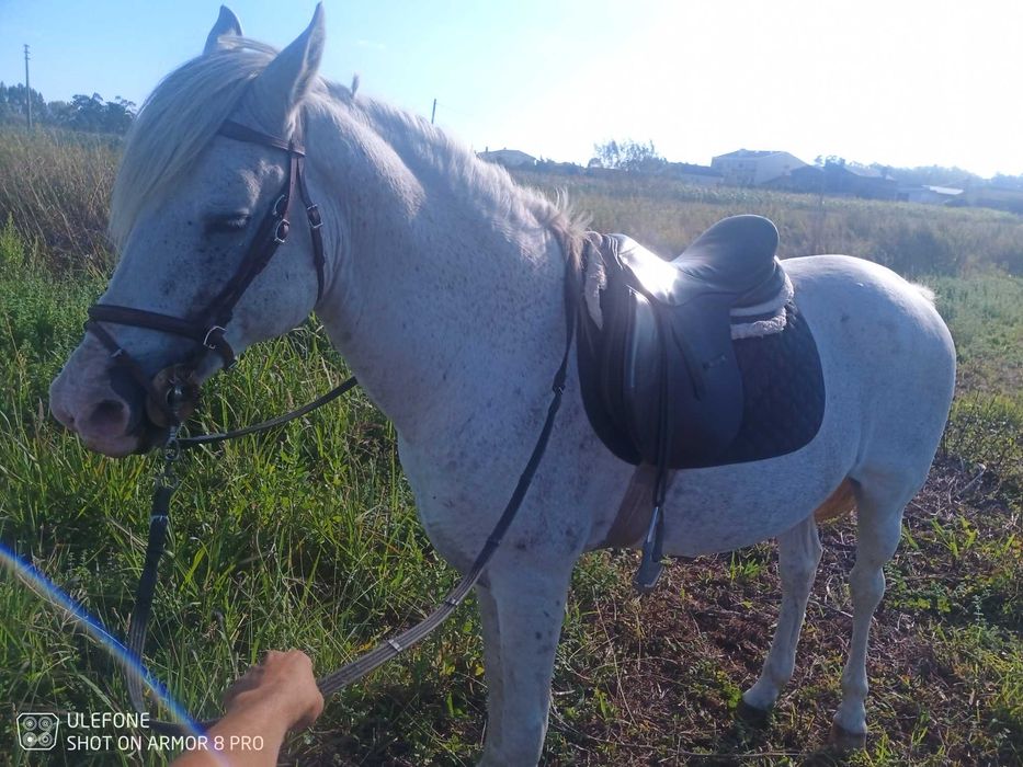 Vendo cavalo bem montado