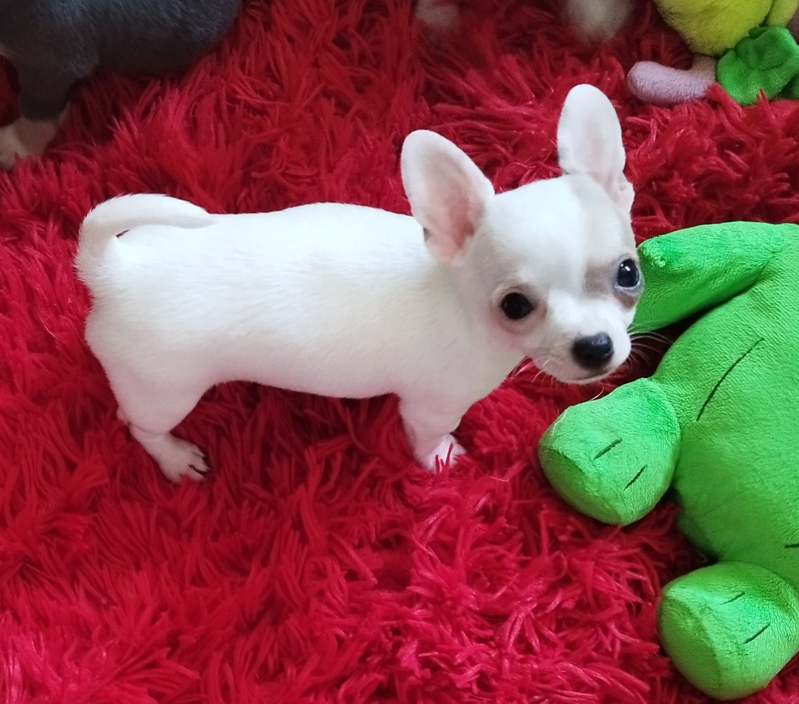 Chihuahua miniaturowa sunia