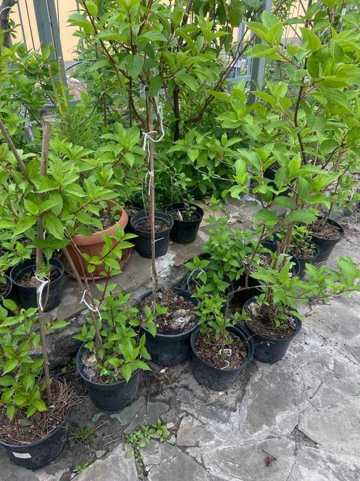 Набір метровидних гортензій 4шт. 1 річніх