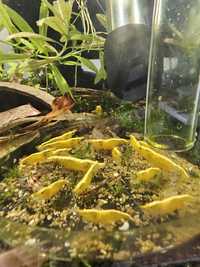 Neocaridina yellow camarões Aquário