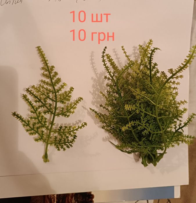 Декоративна зелень