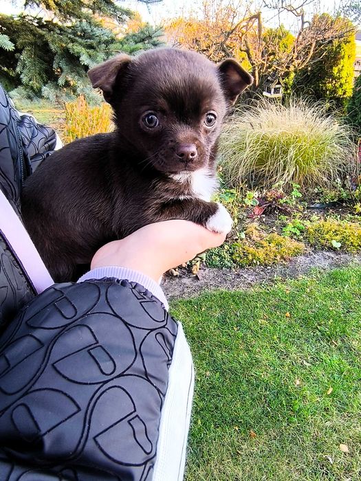 Chihuahua piesek (chłopczyk) krótkowłosy