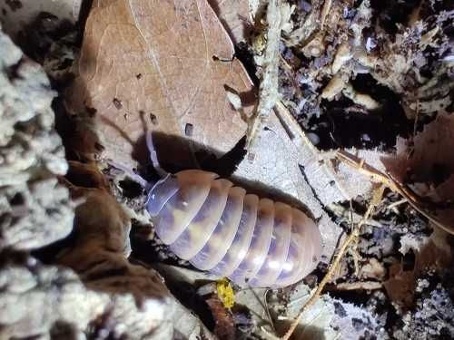 Armadillidium vulgare punta cana Isopody/łatwe/ekipa sprzątająca