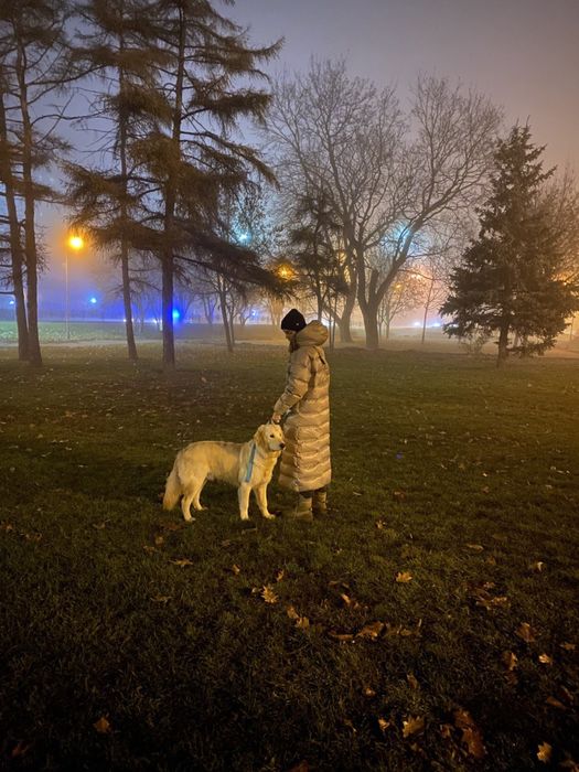 Золотистый ретривер кобель для вязки