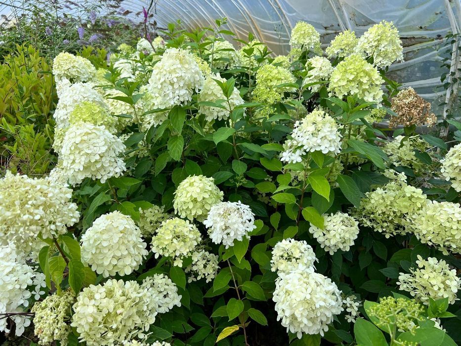 Hortensja bukietowa 'Limelight' (Hydrangea paniculata) Doniczka 2.0L