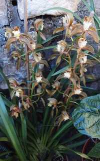 Orquídeas e outras flores