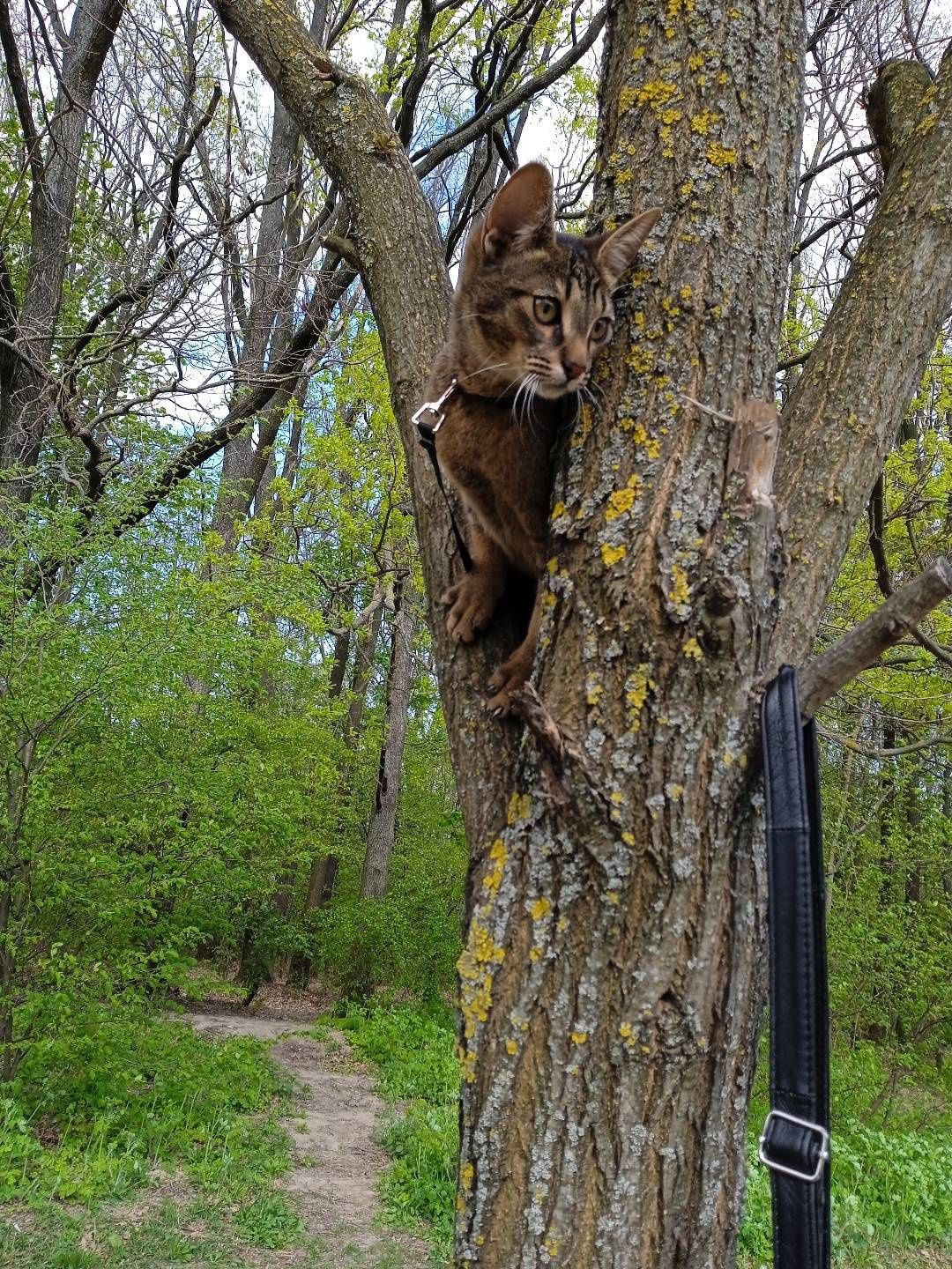 Мурка,ищет пару,о кошке,чаузи,кошка, высшего сословия