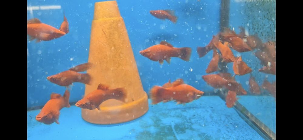 Mieczyk XL krajowy ok 10 cm super kolor  Warszawa od Tapajos.eu