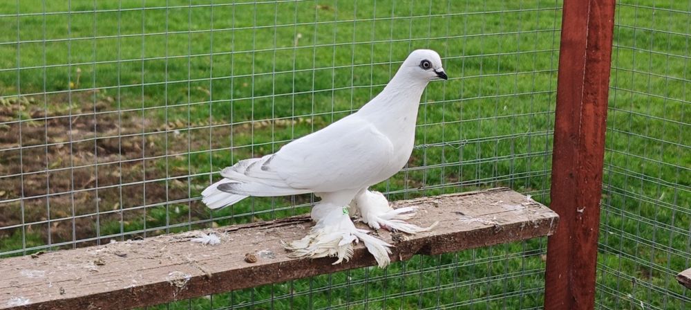 Gołębie z lotu. Bocian budapesztański kosmaty