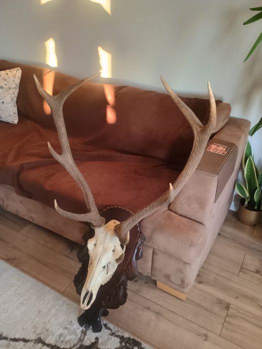 Poroże, Wieniec jelenia