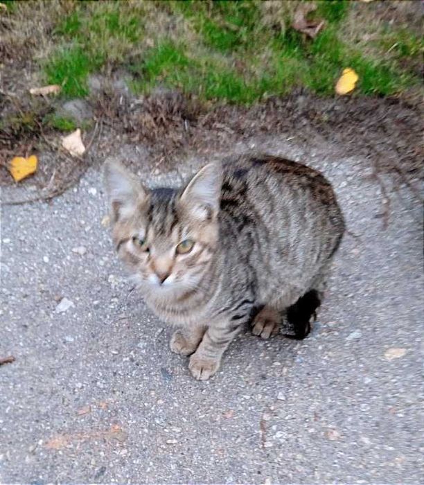 Котенок мальчик, 4 месяца (чарівний маленький котик)