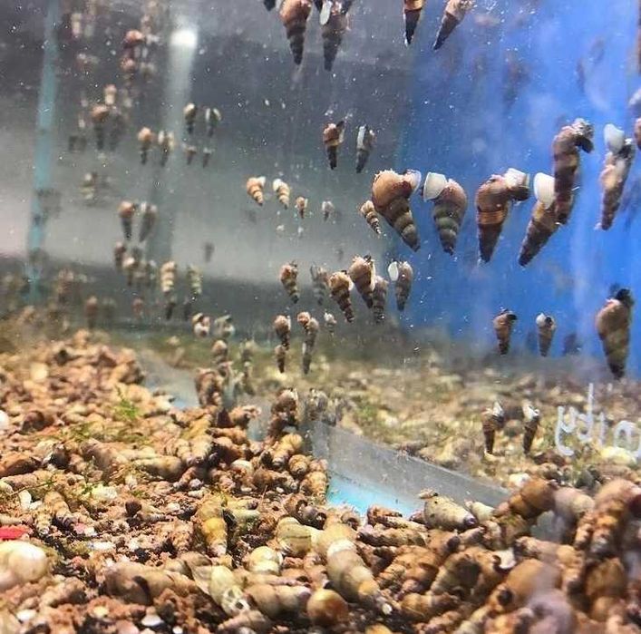 Femanga - Wurzel Aktiv 250ml - zwalcza ślimaki w akwarium