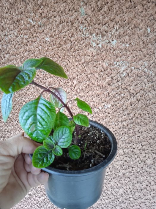 Кімнатні рослини