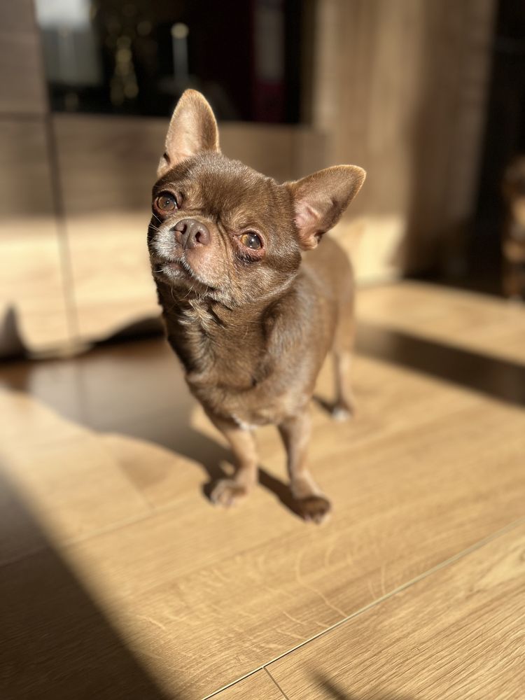 Reproduktor Chihuahua Chocolate FCI