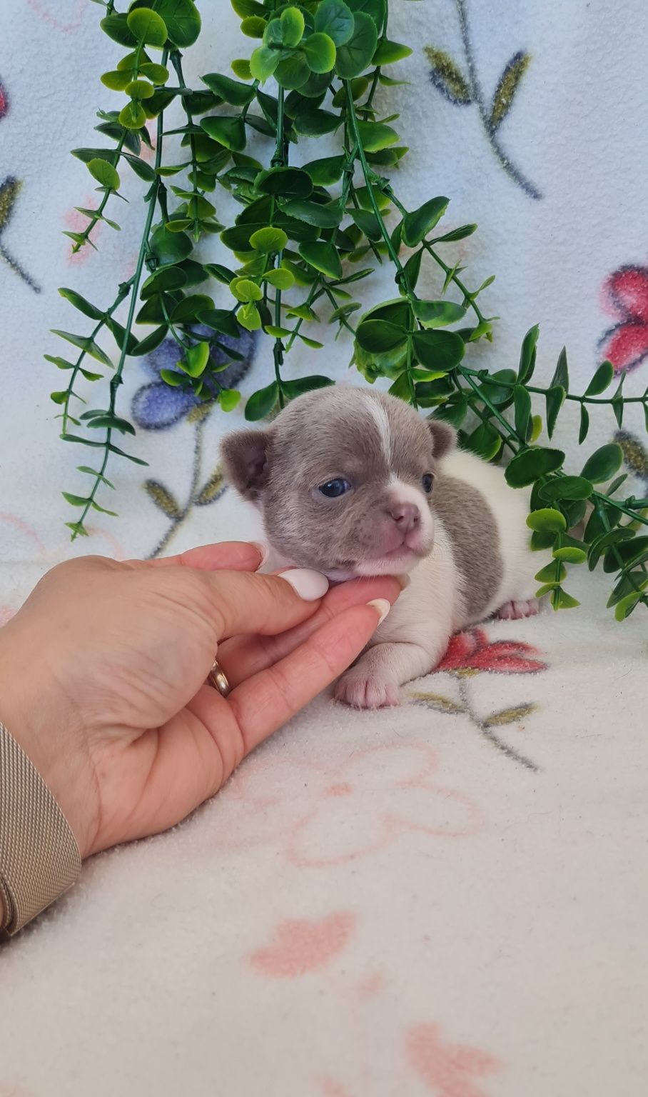 Estupenda lilac,chihuahua/chiuaua linhagem Russa.Qualidd