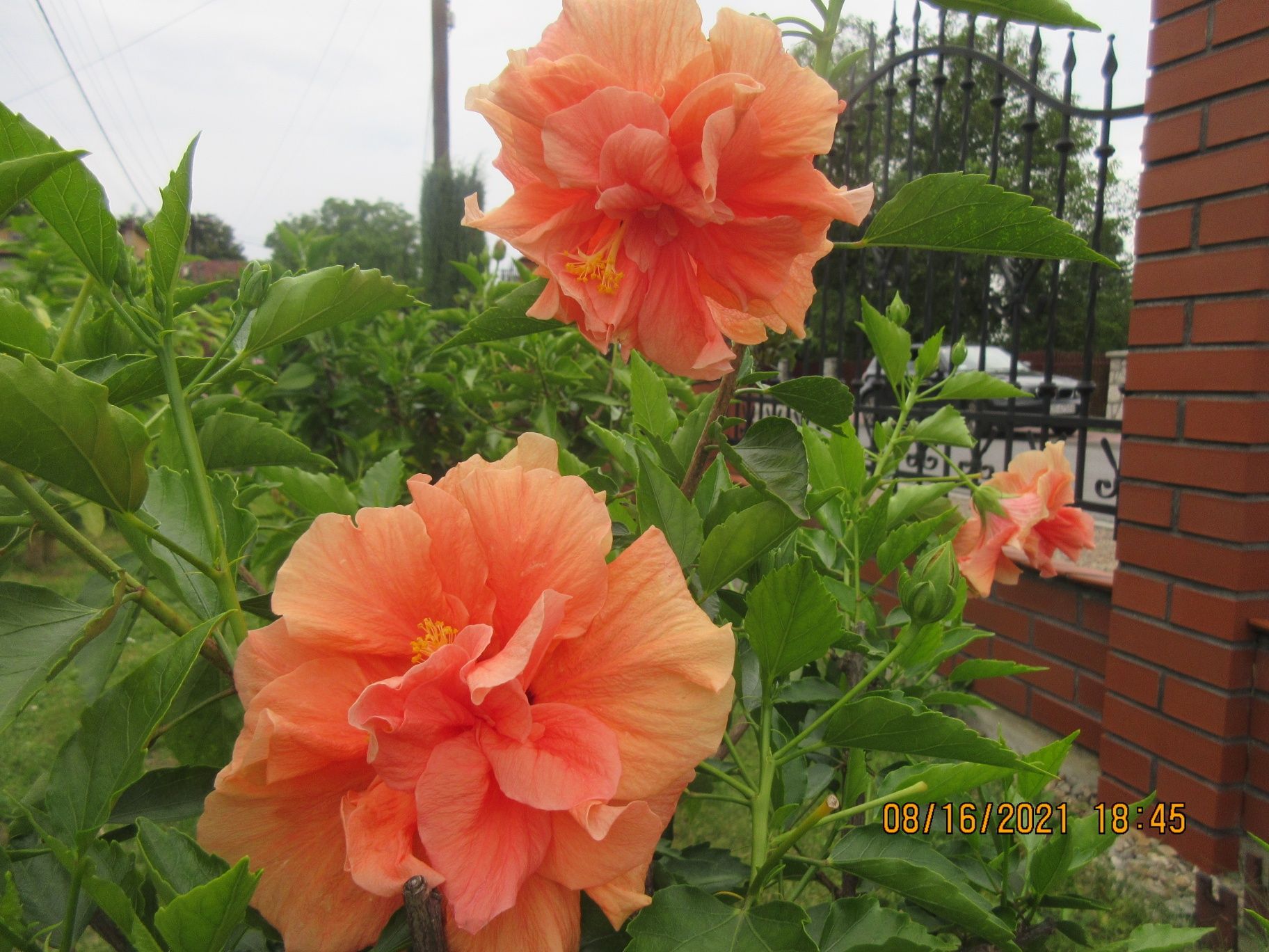 Hibiskus róża chinska kolory ze zdjęć