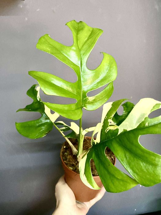 монстера мініма  (тетрасперма рафідофора) варієгатна