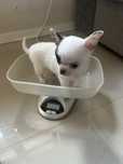 Chihuahua piesek do odbioru
