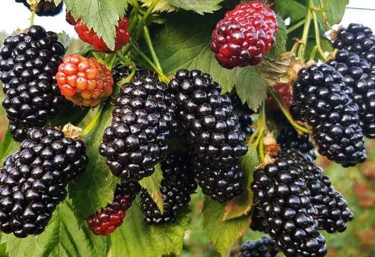 Саженци рання безшипної ожини. Крупна і смачна