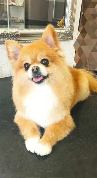 Груминг, стрижка декоративных пород собак