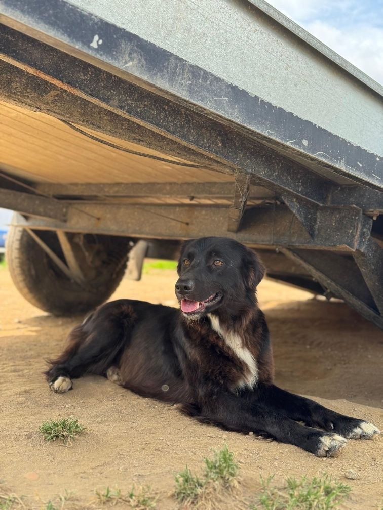 Border Collie fêmea