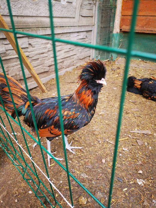 CZUBATKA kogut z kwietnia 2025