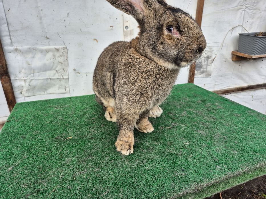 Olbrzym Belgijski samiec