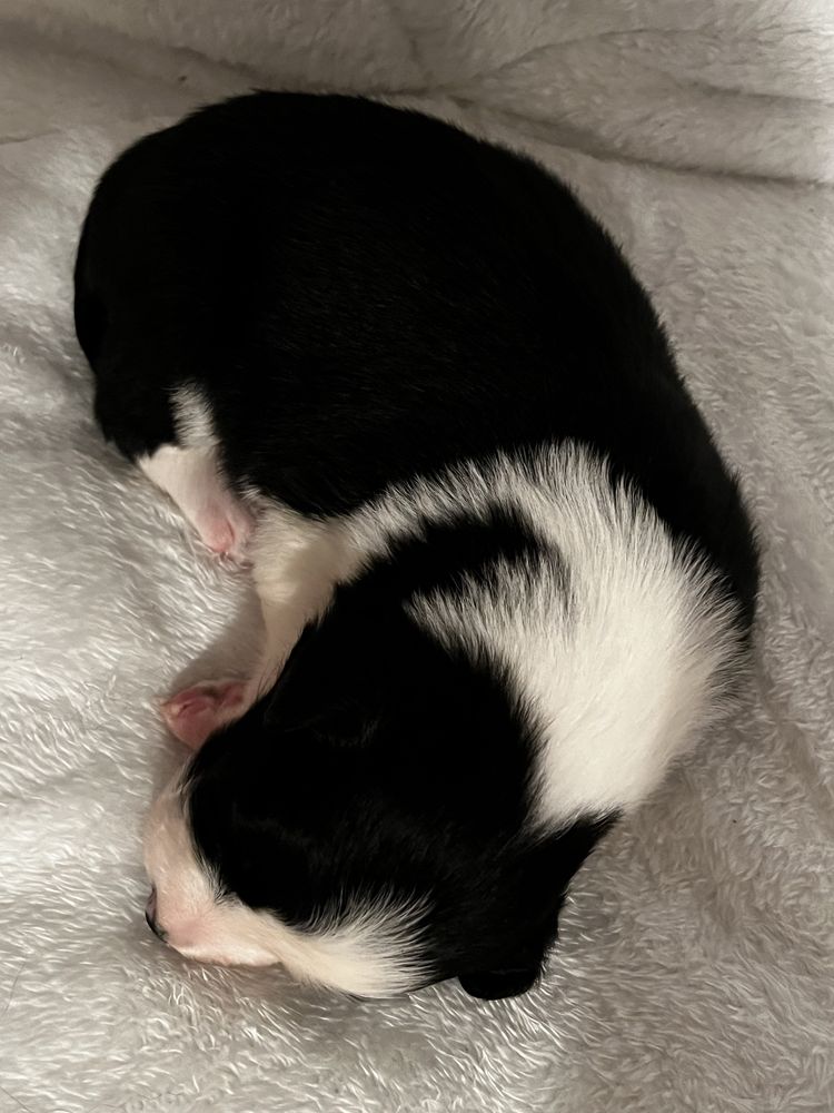 Suczka Border Collie