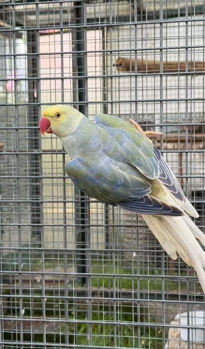 Violeta Turquesa Cc Macho 2024