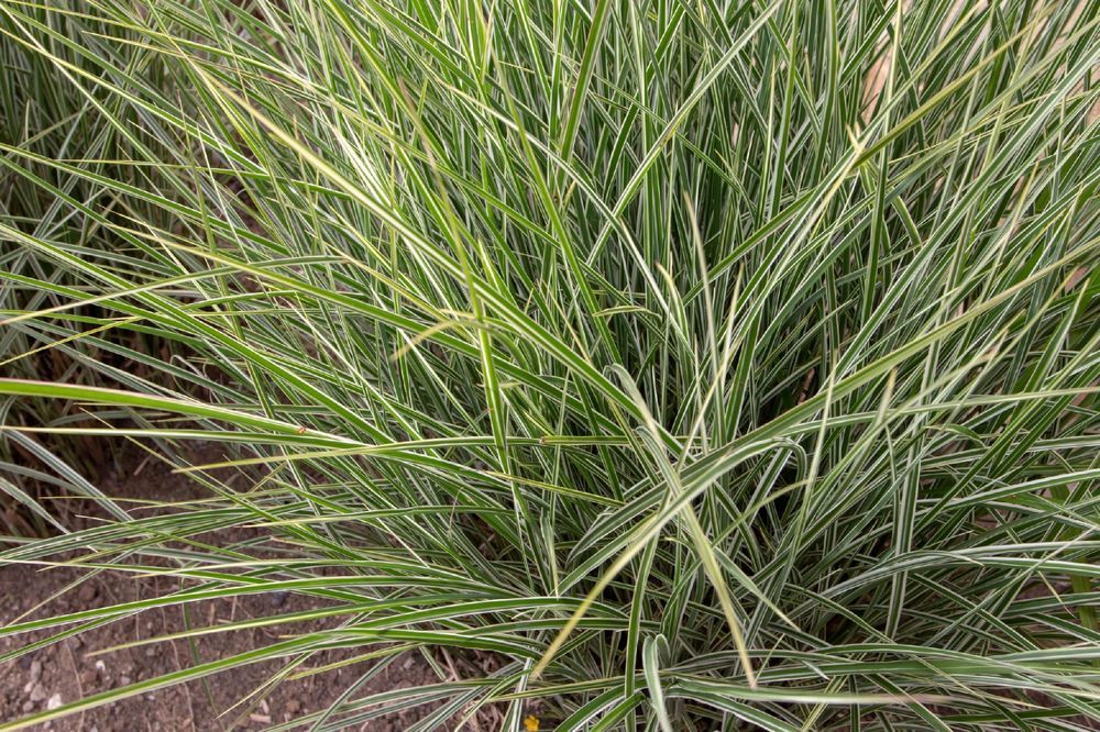 Miskant 'Rigoletto' Biało zielone liście (Miscanthus sinensis) 2L