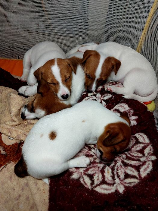 Джек-рассел-терьер