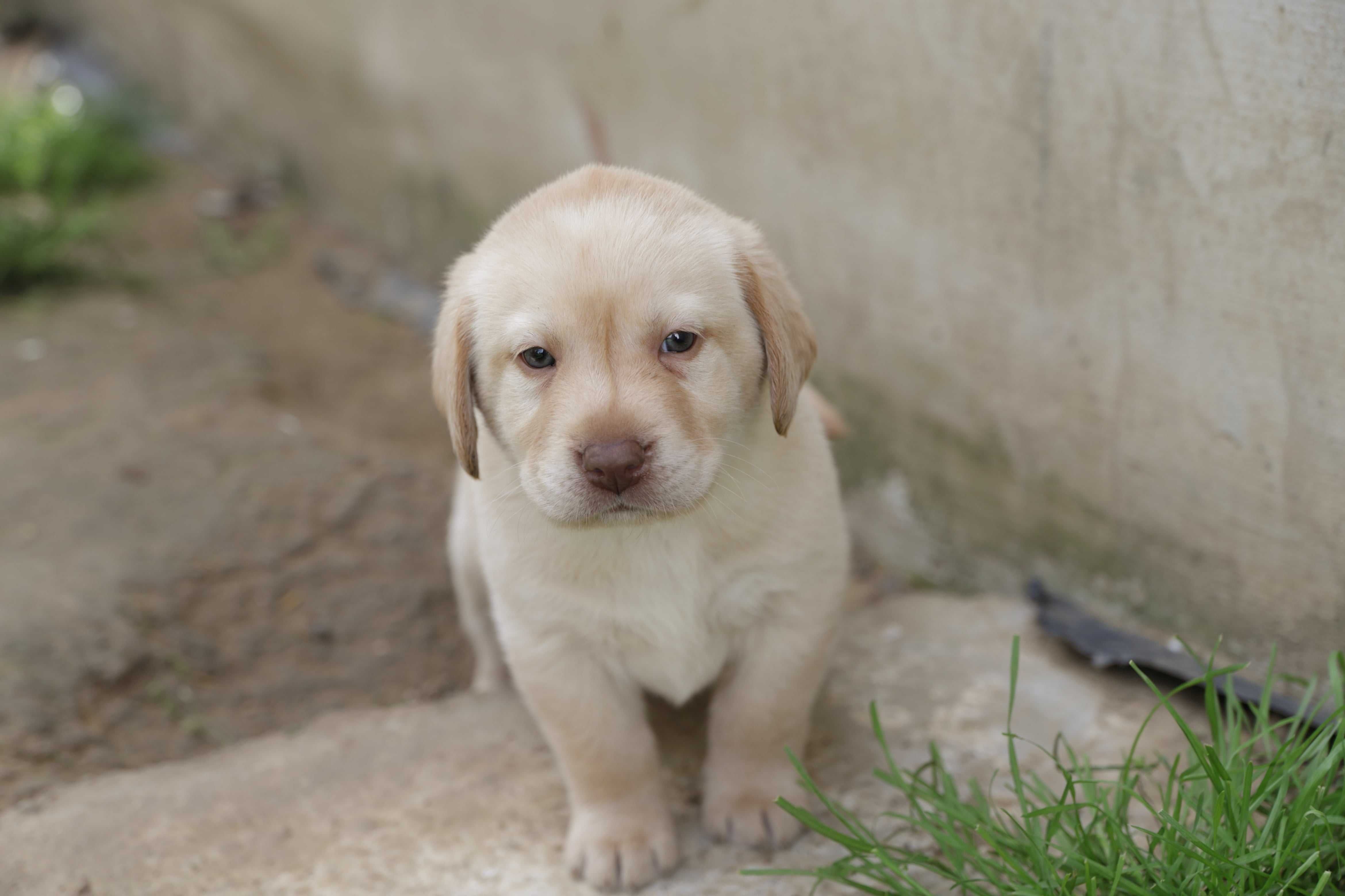 Piesek rasy Labrador