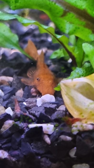 Zbrojnik glonojad super red