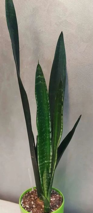 Сансевієрія Бандед Нельсоні нельсон