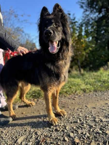 Owczarek niemiecki do adopcji