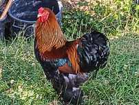 Brahmas Perdiz Dourado Puras