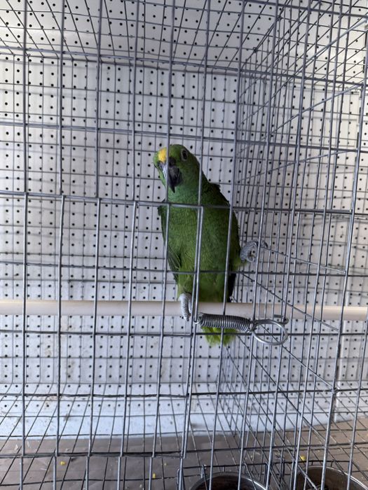 Papagaios novos muito meigos