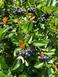 Aronia owoce możliwa wysyłka Bodzentyn