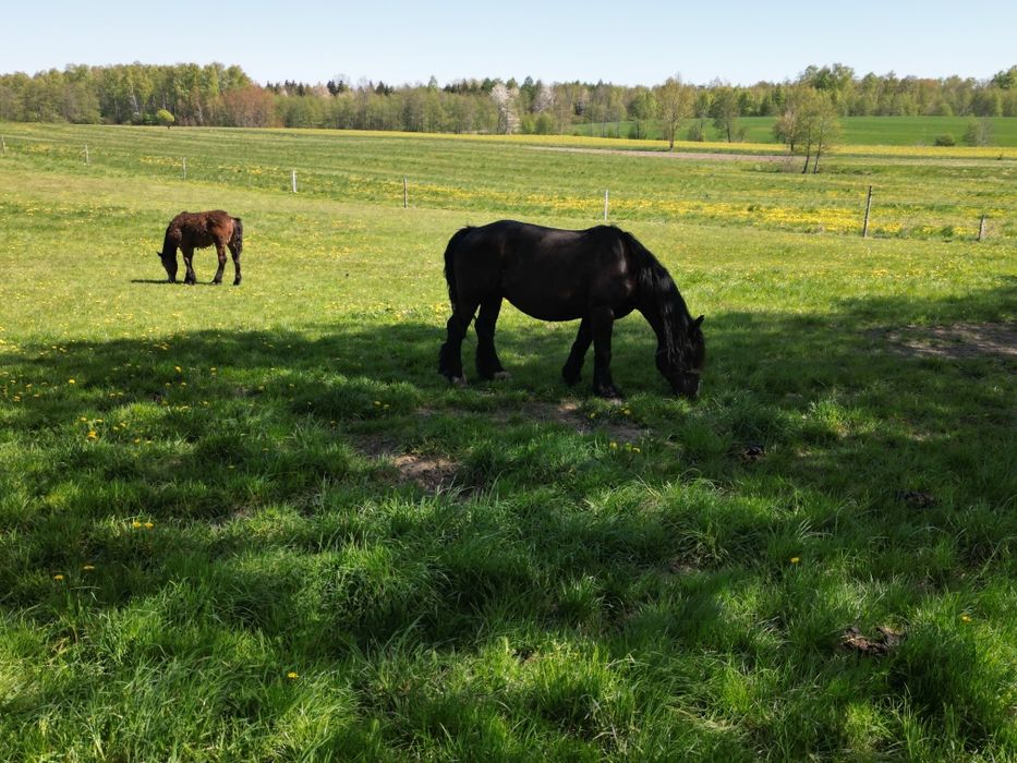 Klacz rasy zimnokrwistej