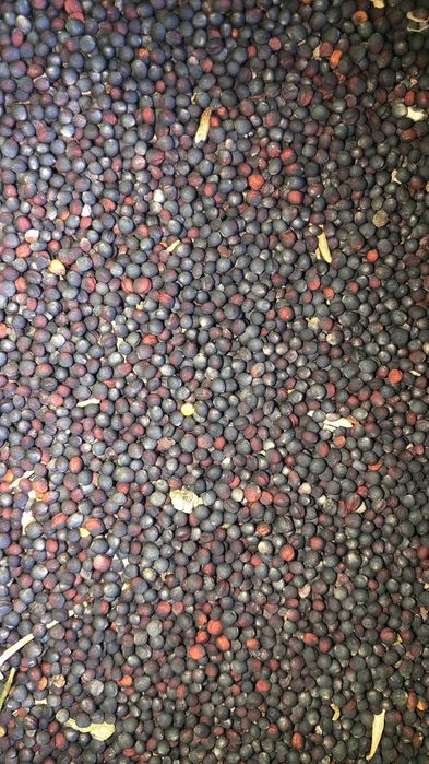 Olej rzepakowy tłoczony na zimno