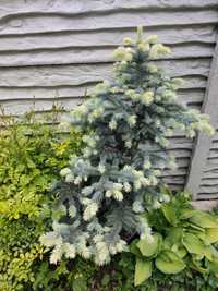 Picea pungens "Bialobok" (Ялина колюча Белобок) 103 см в горшке