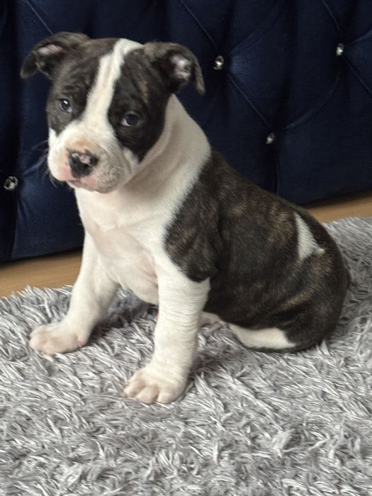 American Staffordshire Terrier piesek