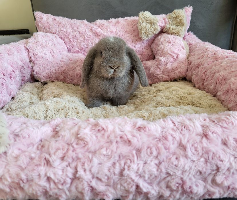 Króliczki Mini Lop WYPRAWKA miniaturki karzełki małe baranki hodowla