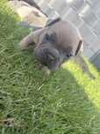 Buldog francuski samiec pies blue fawn, fluffy