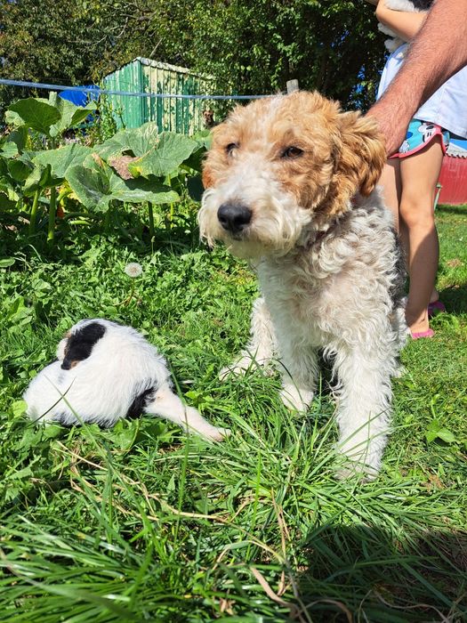 Foksterier szorstkowłosy szczeniak