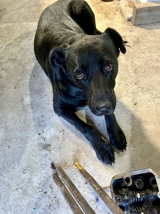 Девочка,стерилизована,привита от бешенствп