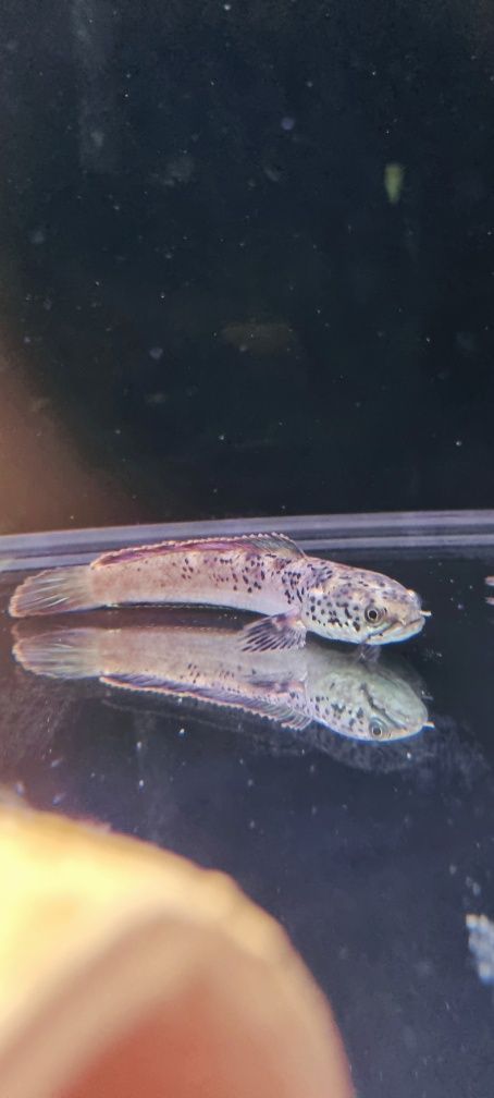 Channa stewartii (Wężogłów)